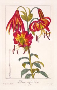 American Turkscap Lily, 1836 (ręcznie barwiony grawerunek)